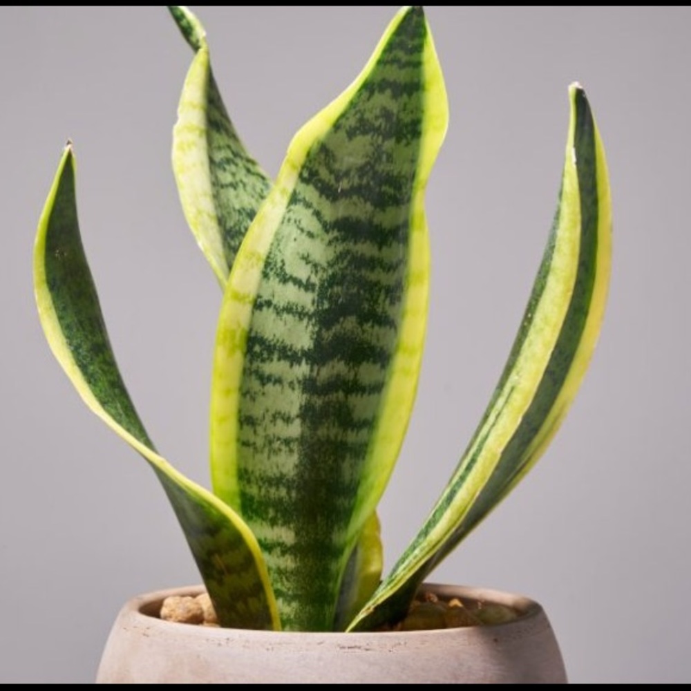 Special Air purifier mother-in-law tongue Plant - Picture 4 of 10